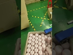 Schirmdruckmaschine und Beutelmaschine